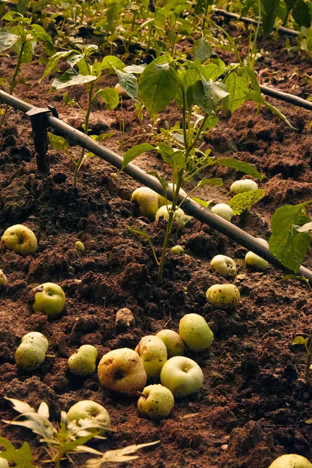 Green Haven Organics 14
